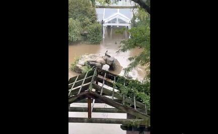 VIDEO: Se desata el caos en Nueva York tras fuertes lluvias: leona marina escapa del zoológico