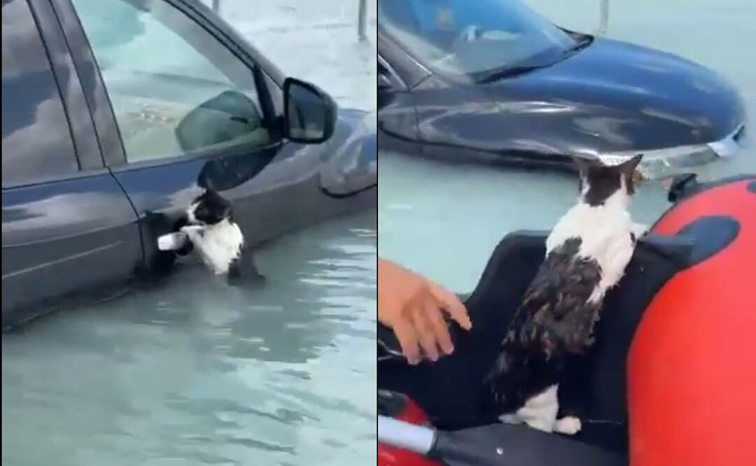 video del rescate de un gato tras las inundaciones originadas por las lluvias torrenciales en la ciudad de los Emiratos Árabes Unidos.
Foto: Captura de pantalla