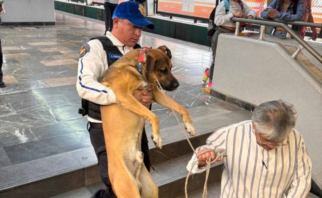 El lomito será valorado físicamente e iniciará el proceso para la búsqueda de su dueño o adopción. Foto: Especial