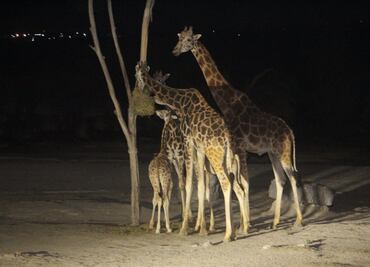 "Benito" la jirafa llega a su nuevo hogar en Puebla, tras 30 horas de traslado, sigue el minuto a minuto