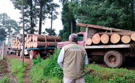 Semarnat y Conafor exigen a diputados legislar para frenar la tala ilegal; piden un desarrollo forestal justo