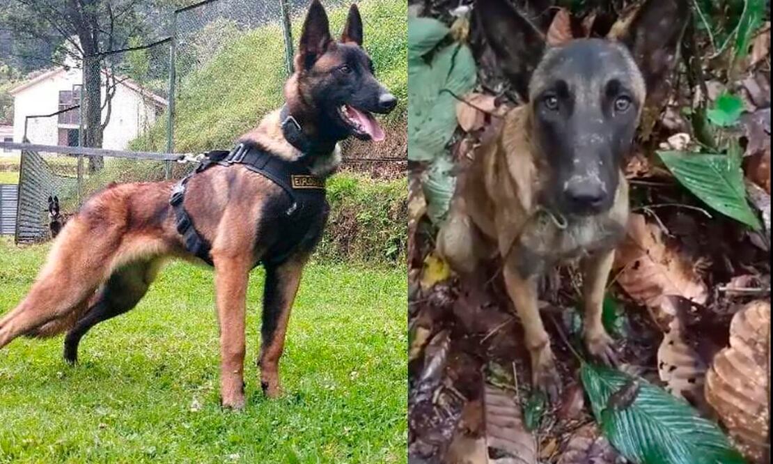 Wilson, el perrito que sigue desaparecido FOTO: Fuerzas Armadas/Captura de Pantalla.