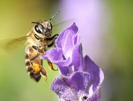 Día Nacional de las Abejas: 6 curiosidades para entender y celebras a este insecto