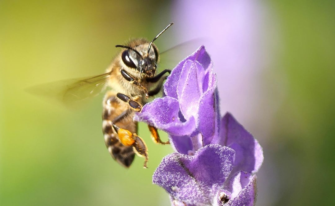 Datos curiosos que quizás no sabías de las abejas. Foto: Pexels