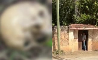 Hallan restos óseos en predio de Yucatán; sospechan que podrían pertenecer a dueño de la propiedad desaparecido