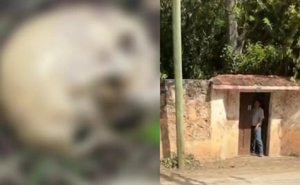 Hallan restos óseos en predio de Yucatán; sospechan que podrían pertenecer a dueño de la propiedad desaparecido