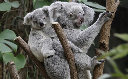 Los koalas podrían extinguirse en el este de Australia para el 2050