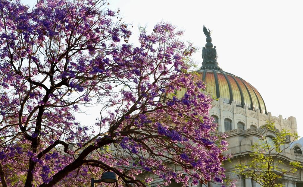La Ciudad de México se embellecen con el color lila de las jacarandas, que siempre florean a finales de febrero y principios de marzo. Foto: Valente Rosas/EL UNIVERSAL.