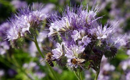 Polinizar con burbujas de jabón, estrategia ante una desaparición de abejas 