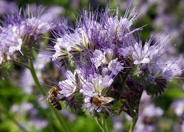 Polinizar con burbujas de jabón, estrategia ante una desaparición de abejas
