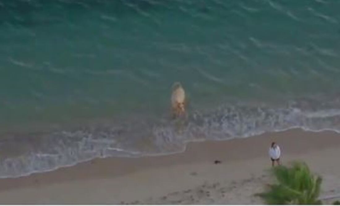 Foto: Captura tomada del video