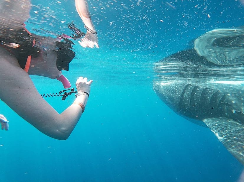 Foto: México Whale Shark