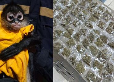 Dan golpe al narcomenudeo en la GAM; detienen a 61 personas, decomisan más de 2 mil dosis de droga y animales exóticos