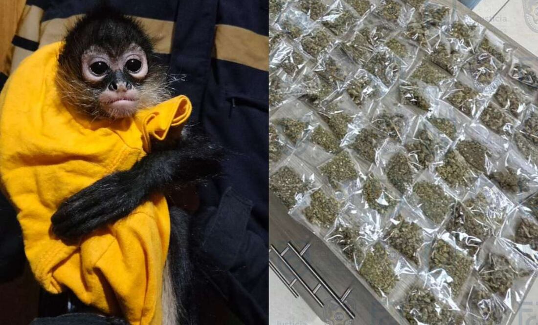En un total de 30 acciones y se catearon 10 viviendas donde se decomisaron distintas drogas, dinero en efectivo, armas y hasta animales exóticos. Foto: Especial