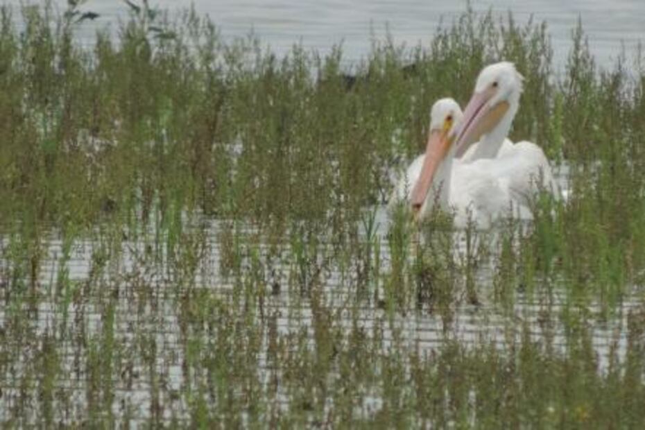 La historia de una laguna rescatada por pobladores