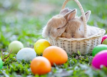 De dónde surgió el conejo y los huevos de Pascua