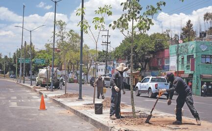 CDMX prevé plantar un millón de árboles en banquetas para 2030