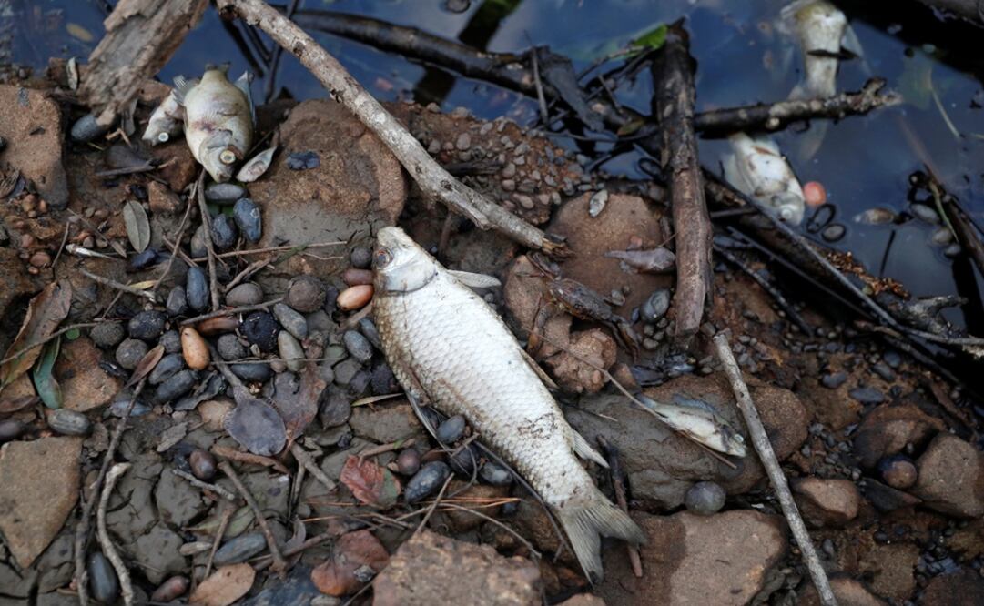 Grupo México has repeatedly been involved in environmental accidents – Photo: Terray Sylvester/REUTERS