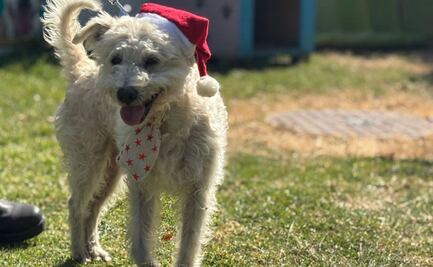 La Navidad llega al Centro de Transferencia Canina del Metro; Santa y los Reyes Magos piden ayuda a lomitos para hacerles llegar cartas