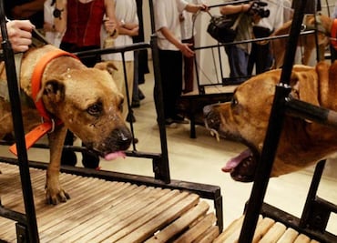 Guggenheim de NY retira obras con animales por amenazas