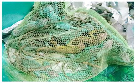 Detienen a dos por tráfico de fauna silvestre; llevaban 18 iguanas