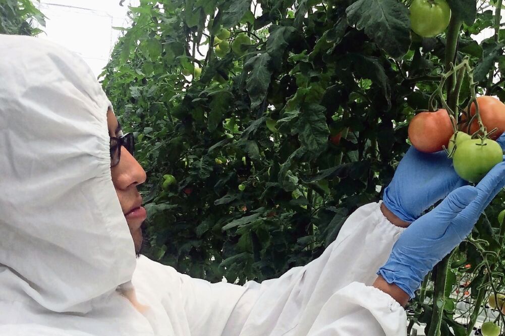 Invernadero en La Trinitaria, Chiapas, donde se experimenta con técnicas como la hibridación que permite plantar variedades de cultivos con características específicas sin que haya modificación genética (ARIEL OJEDA. EL UNIVERSAL)