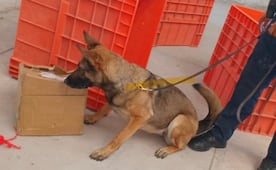 Binomios caninos detectan marihuana en paqueterías de Aguascalientes; aseguran cinco kilos
