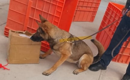Binomios caninos detectan marihuana en paqueterías de Aguascalientes; aseguran cinco kilos