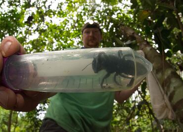 Hallan a la abeja más grande del mundo, la especie se creía extinta