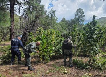 Destruyen más de 410 mil plantas de marihuana en Guerrero, Chihuahua