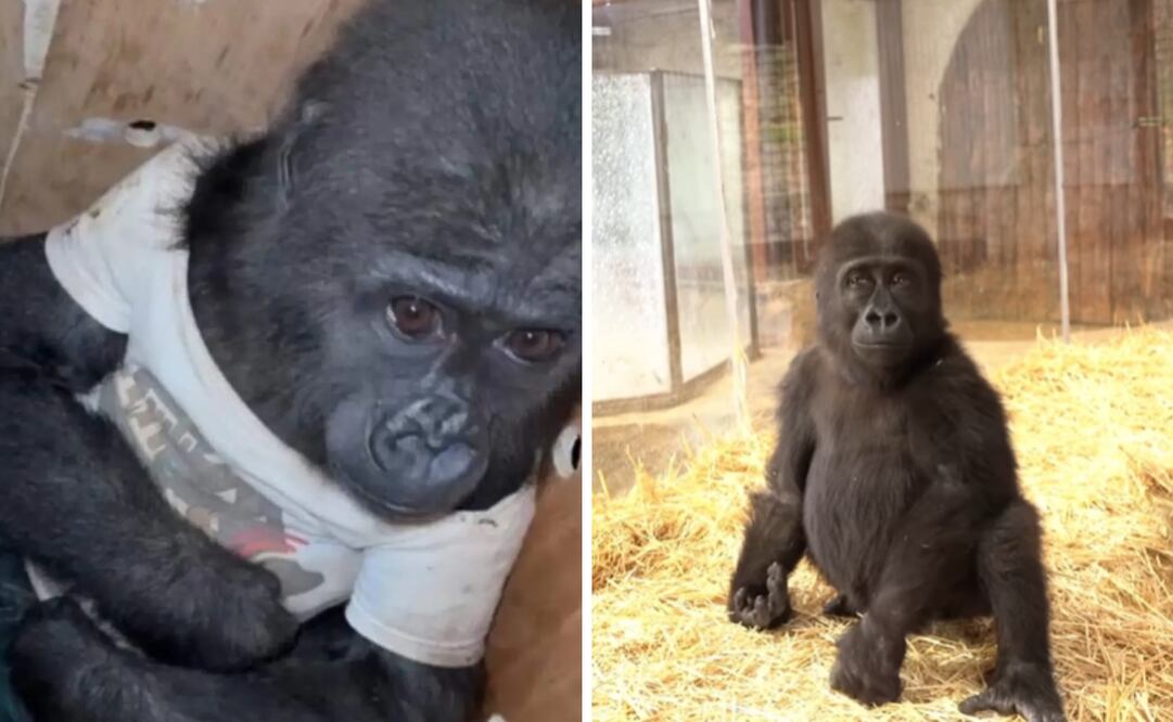 Un conmovedor rescate de un bebé gorila en el aeropuerto de Estambul ha desatado una ola de reacciones en redes sociales. 
Foto: Captura de pantalla en Instagram y X