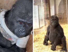 ¡Ternura! Bebé gorila rescatado busca nombre; Parque Nacional de Turquía pide ayuda