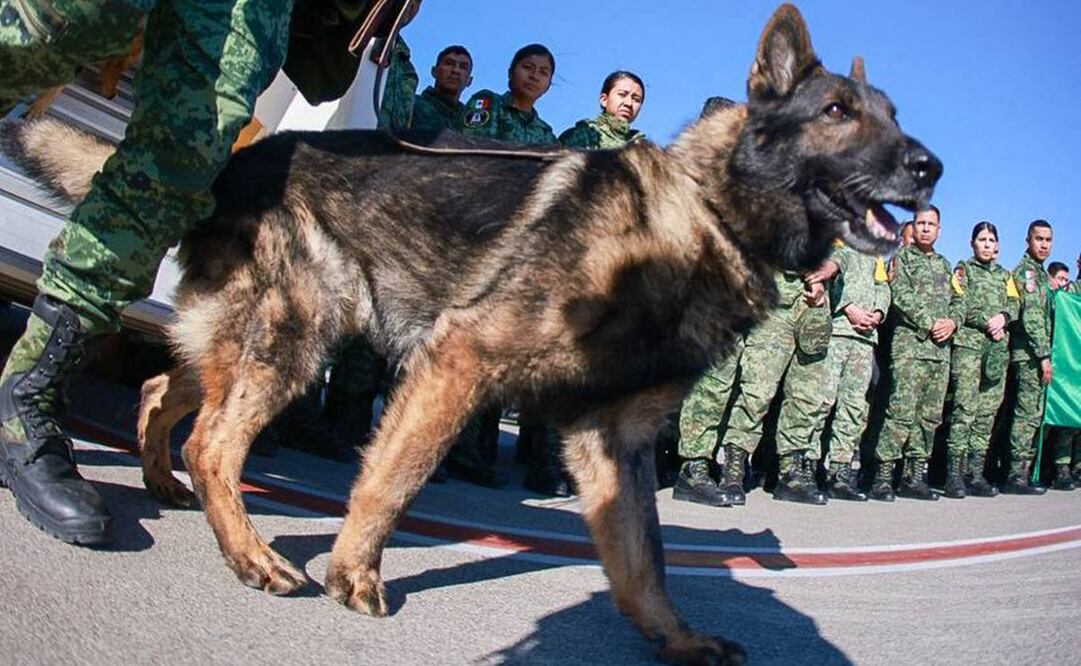“Proteo”, perro rescatista que falleció en Turquía mientras apoyaba las tareas de rescate tras el sismo 7.8 grados ocurrido en febrero pasado.