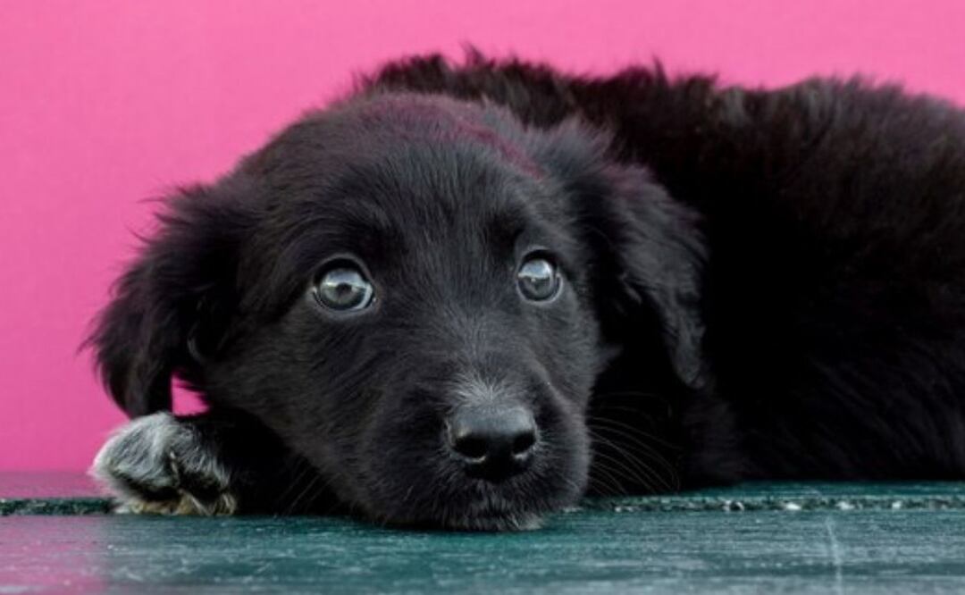 Cómo elegir el nombre perfecto para tu perrita negra. Fuente: Freepik.