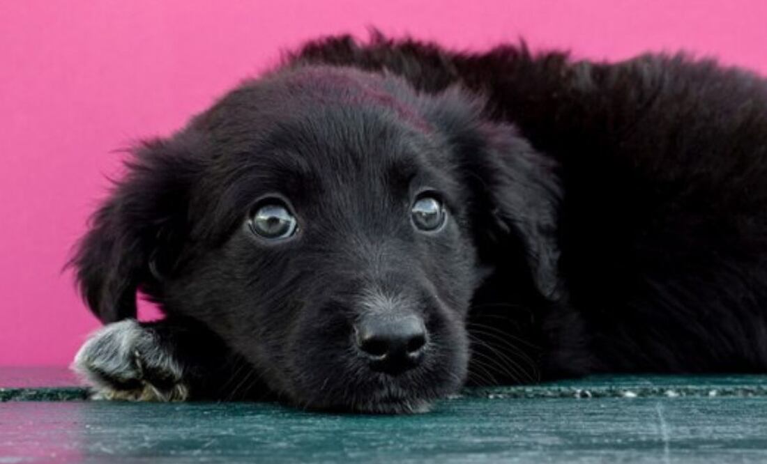 Cómo elegir el nombre perfecto para tu perrita negra. Fuente: Freepik.