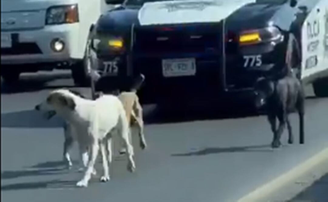 Foto: Tomado del video 