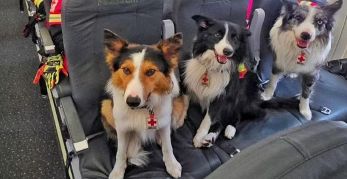 Orly, Balam y Kenai, tres perros rescatistas de la Cruz Roja de Querétaro que viajaron a Venezuela para apoyar en la búsqueda de personas atrapadas tras los sismos. FOTO: AGENCIAS