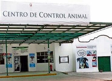 Casi 3 mil cadáveres de animales han retirado de las calles