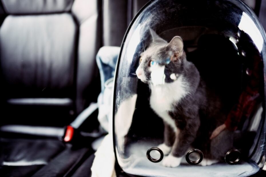 Viajar con el michi: ¿me puedo llevar de vacaciones a mi gato?