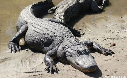 La genómica permite transformar escamas de reptil en plumas