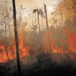 “Amazonas no pertenece a la humanidad... eso es una bobería”