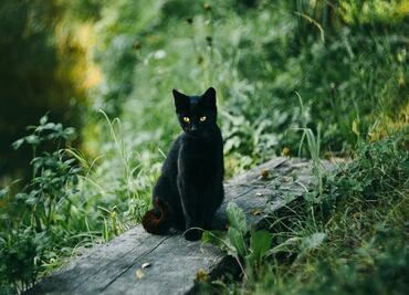 Halloween 2025: ¿por qué los gatos negros y blancos no se adoptan en octubre?