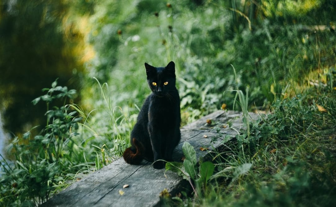 Foto: Ilustrativa. Pixabay