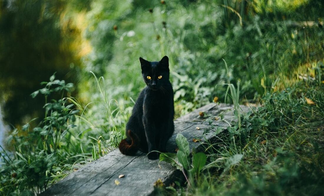 Foto: Ilustrativa. Pixabay