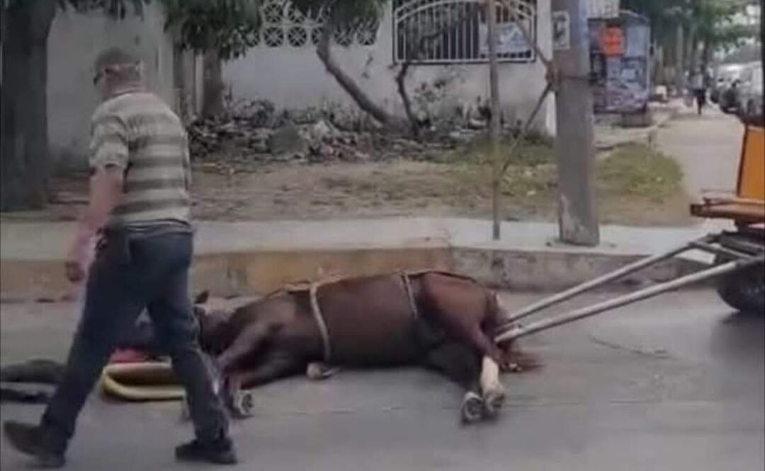 Imágenes muestran a un caballo que se desvanece tras jalar una carreta en Tampico (17/05/2025). Foto: Especial