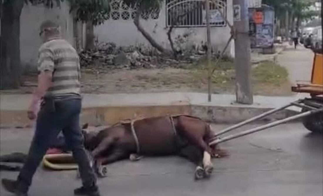 Imágenes muestran a un caballo que se desvanece tras jalar una carreta en Tampico (17/05/2025). Foto: Especial