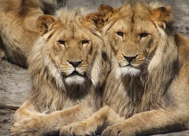 Abaten a tres leones en Sudán tras intentar escapar de una base paramilitar