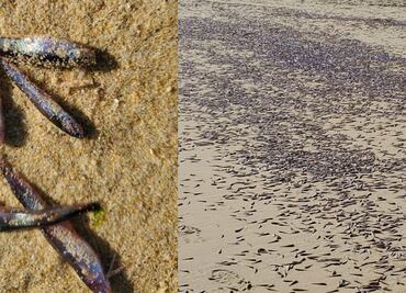 Retiran una tonelada de sardinas varadas en playa de Cabo San Lucas, Baja California Sur; investigan fenómeno