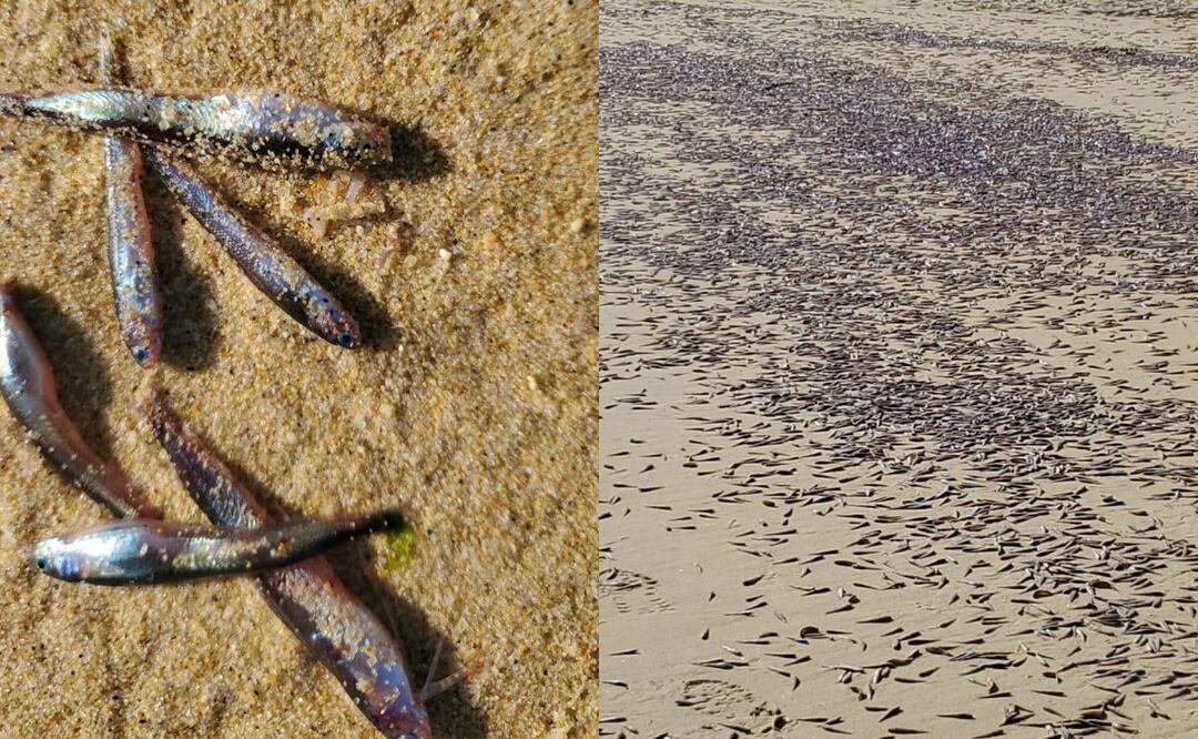 Autoridades retiran cerca de una tonelada de sardinas varadas desde el fin de semana en playa de Cabo San Lucas, Baja California Sur (09/04/2025). Foto: Especial