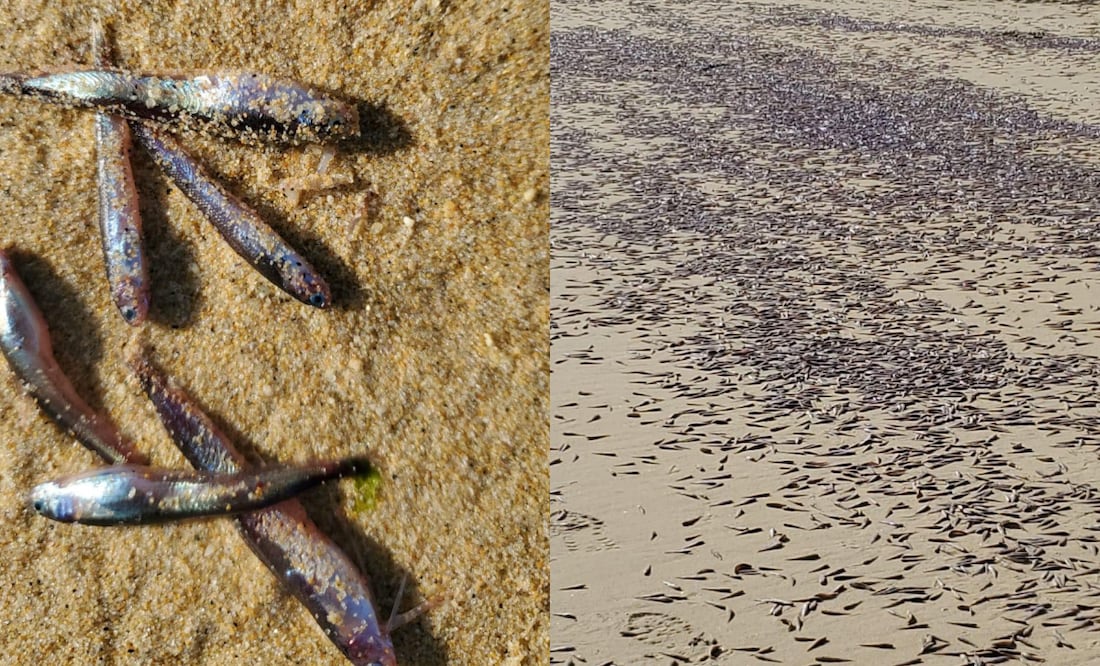 Autoridades retiran cerca de una tonelada de sardinas varadas desde el fin de semana en playa de Cabo San Lucas, Baja California Sur (09/04/2025). Foto: Especial